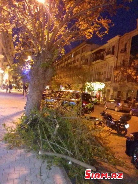 Paytaxın mərkəzində ağacları kəsib yola atdılar-FOTOLAR