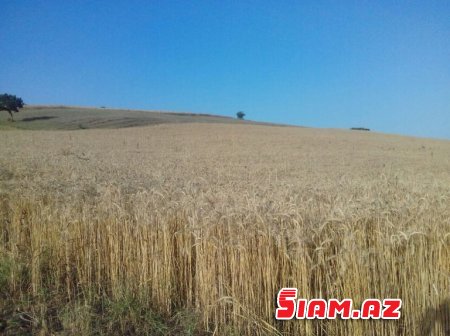 Rövşən Bağırov taxılçılığa belə zərbə vurur - FOTOLAR